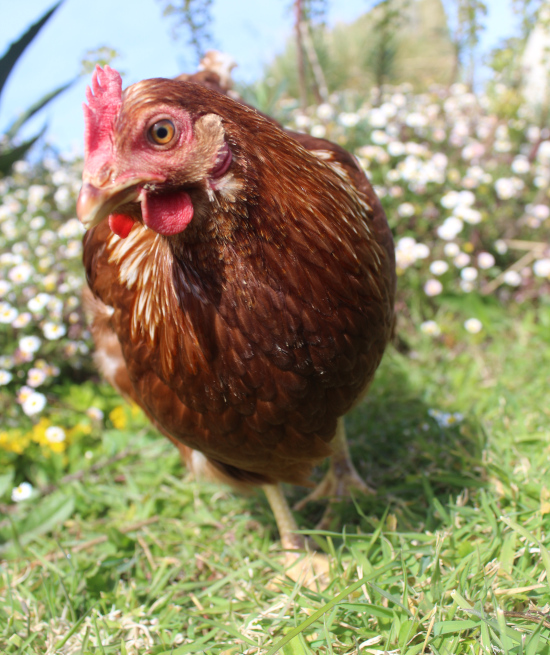 Boubouille, ma fidèle assistante aux vergers de Kernabat