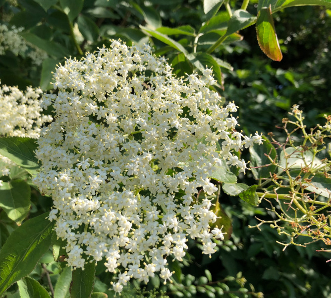 Fleur de sureau utilisé dans la gelée de pomme des vergers de kernabat chez Thierry Gotter