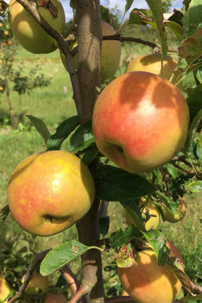 Les pommes biologiques de Ploubezre