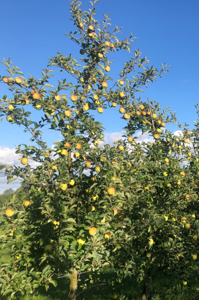 Exploitation agricole bio de Ploubezre