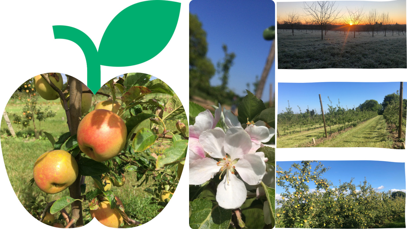 les vergers de pommes biologiques de Kernabat